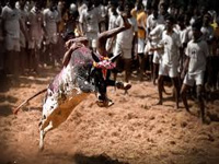 Villagers stay defiant, pitch for jallikattu despite top court stay