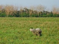 HC panel detects encroachments in Kaziranga