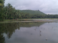 Fishkill in Ulsoor lake, yet again