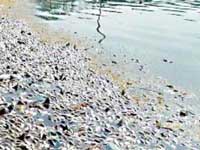 Telangana: Probe into mass fish death ordered