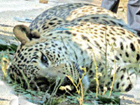 Build underpasses or wildlife bridges to save Aravali animals'