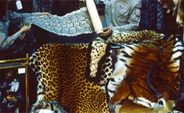 Illuminating the blind spot: a study on illegal trade in leopard parts in India (2001-2010)