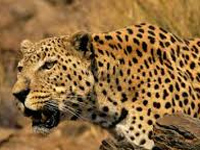 Leopards flourish in Bhadravati forests: Study