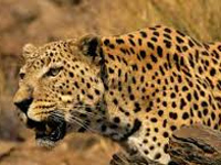 Pilot project on leopard-human conflict mitigation starts in Pauri and Tehri