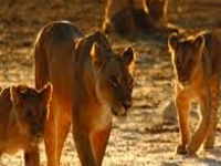 Bonding period raises hope of rise in lion population at Etawah safari