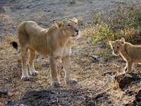 After UPA, Modi govt refuses funds for lion conservation