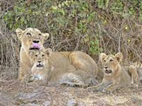 Infighting killed 11 lions and 35 leopards last year in Gujarat
