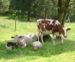 World livestock 2011: livestock in food security