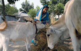 National Livestock Policy, 2013