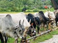 Frame national policy to stop rapid decline in population of indigenous cow breeds: NGT