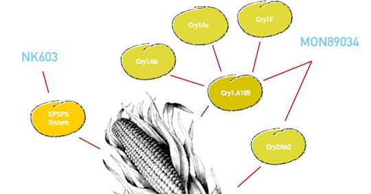 Analysis of the data submitted by Monsanto to the Indian authorities on genetically engineered maize MON89034 x NK603