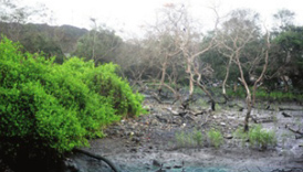 Study points to mangroves evolution