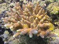 Deep sea corals under threat from climate change: Study