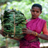 Major battle over minor forest produce