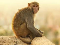 Monkeys declared vermin in Himachal to allow culling
