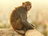 Karnataka Forest Department to sterilise urban monkeys