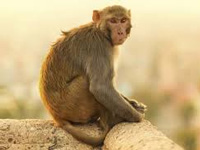 Karnataka Forest Department to sterilise urban monkeys