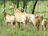 Bihar intended to cull nilgai and wild boar as vermin for five years: RTI