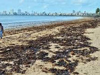 Tar balls pollute Juhu beach