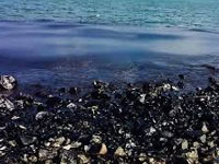 Chennai oil spill deadly for spawning fish and nesting turtles