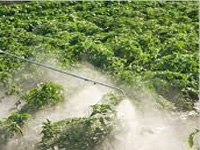 Pesticide on your plate: use of toxic chemicals peaks in State