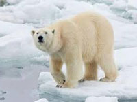 Polar bears losing crucial sea ice: Study