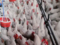Poultry farms should adopt cage-free systems, report says