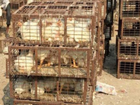Caged poultry items unsafe for humans
