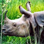 Polluting units shut in Kaziranga