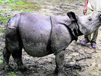 Protecting rhinos is key election issue in Assam