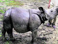 Rhino census from Tuesday