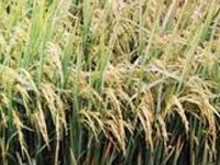 New saline-tolerant hybrid rice variety developed
