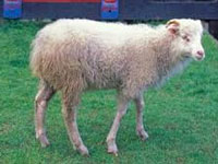 Italian expert identifies blue sheep disease, says could hit wildlife
