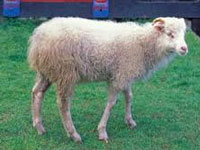 Blue sheep: States responsible for protection of wildlife, MoEF tells NGT