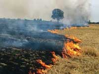 Action plan to deal with the issue of stubble burning to be in place in next one month, says Centre