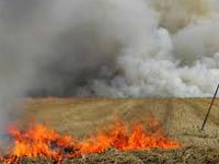 296 Haryana farmers challaned for burning wheat stubble