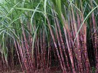 To beat drought, ICAR eyes GM sugarcane