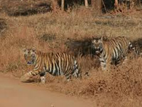 Tiger biologists debunk report on increase in population