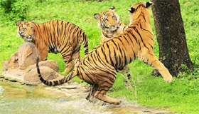 Two tigers on average are killed per week: WWF