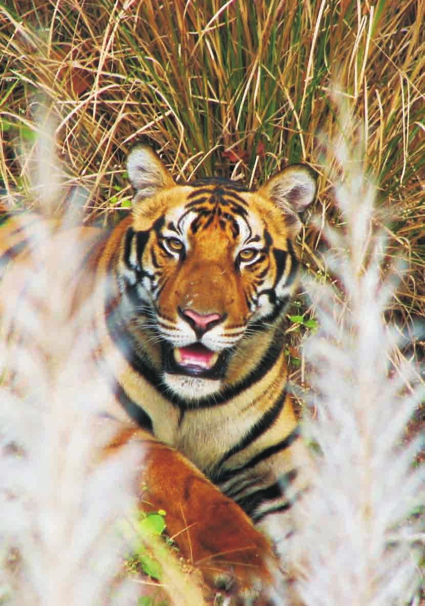 Fragmentation threat in the Kanha-Pench corridor