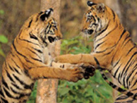 Tigress translocated to Satpura tiger reserve from Kanha