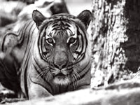 India to host a mega conference to brainstorm on tiger conservation in April