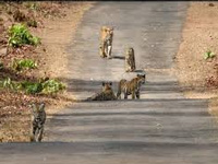 Uttar Pradesh to set up Tiger Protection Force soon