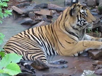 Panna fulfilled my dream to shoot a tiger with its reflection in water