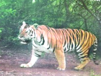 Tourists allowed to enter core area of tiger reserve at night