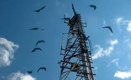  Report on possible impacts of communication towers on wildlife including birds and bees