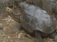 Sexploits of Diego the tortoise save Galapagos species