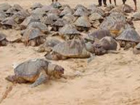 Centre approves setting up a turtle sanctuary in Allahabad