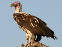 Nagpur birder sights rare king vulture in Bor Reserve