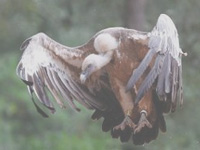 Himalayan Griffon Vulture rescued in Digboi
